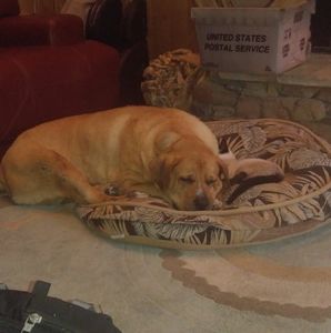 Meet your Posher, Patricia